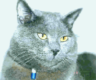 Chartreux